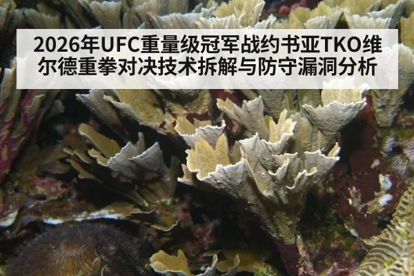 2026年UFC重量级冠军战约书亚TKO维尔德重拳对决技术拆解与防守漏洞分析